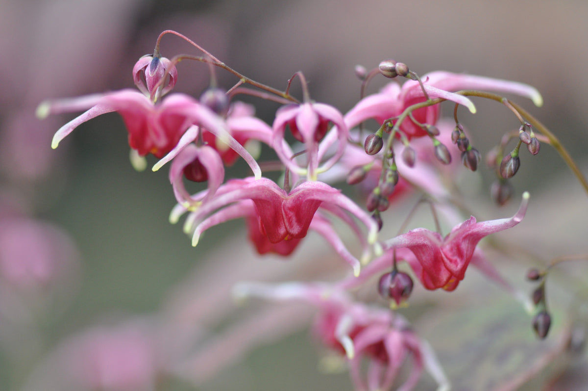 Epimedium &#39;Pink Champagne&#39; (Fairy Wings)