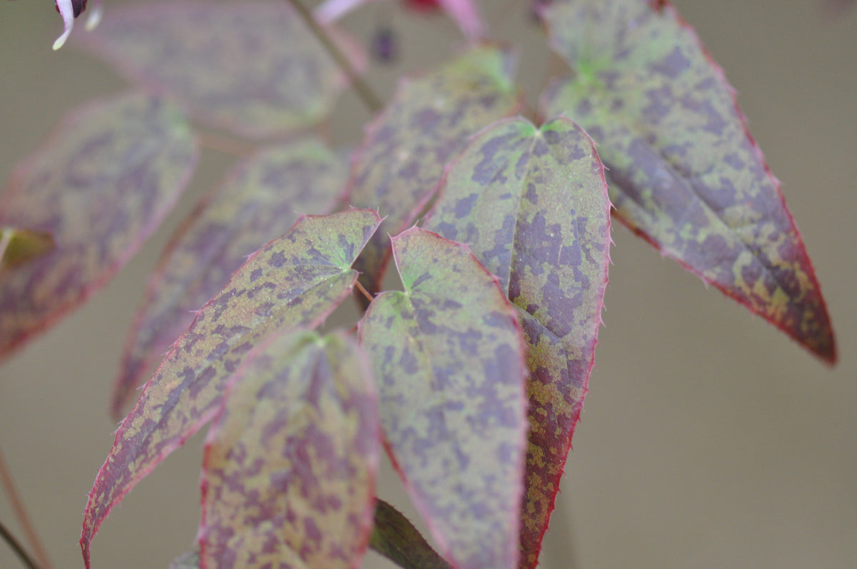 Epimedium &#39;Pink Champagne&#39; (Fairy Wings)