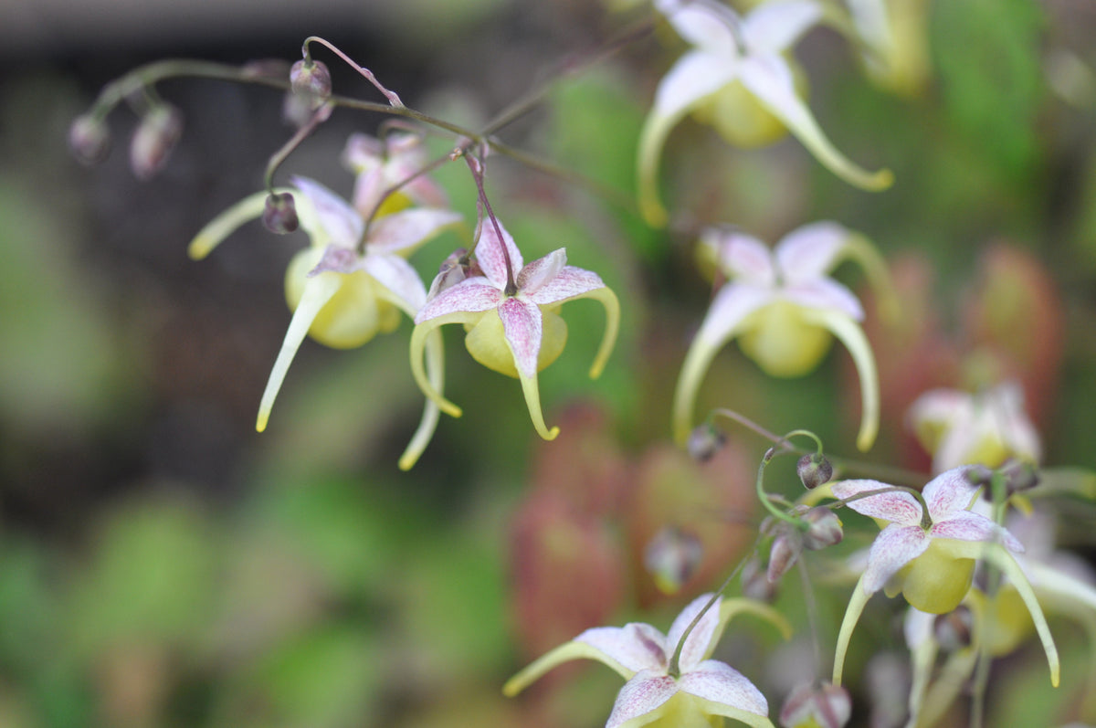 Epimedium x 'Sunshowers' (Barrenwort)