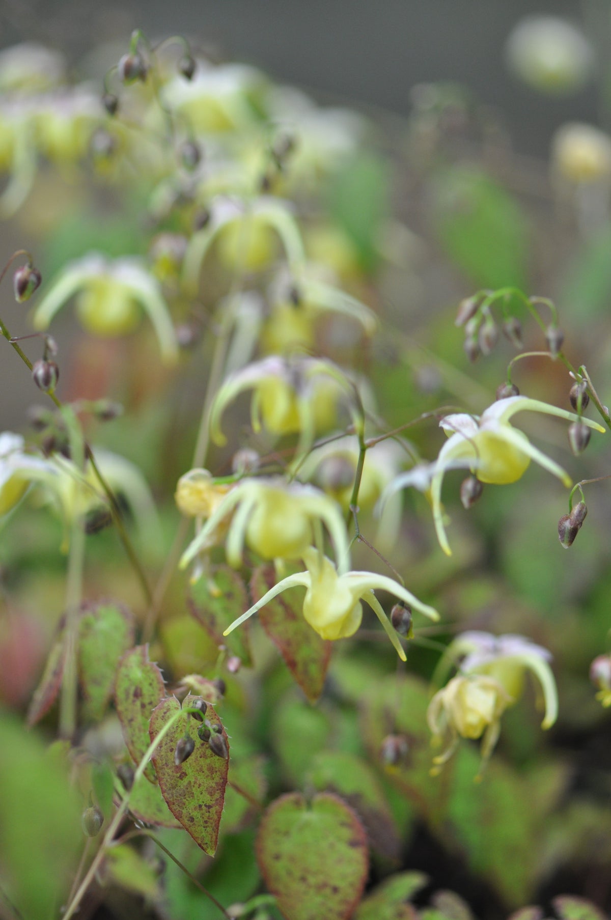 Epimedium x 'Sunshowers' (Barrenwort)