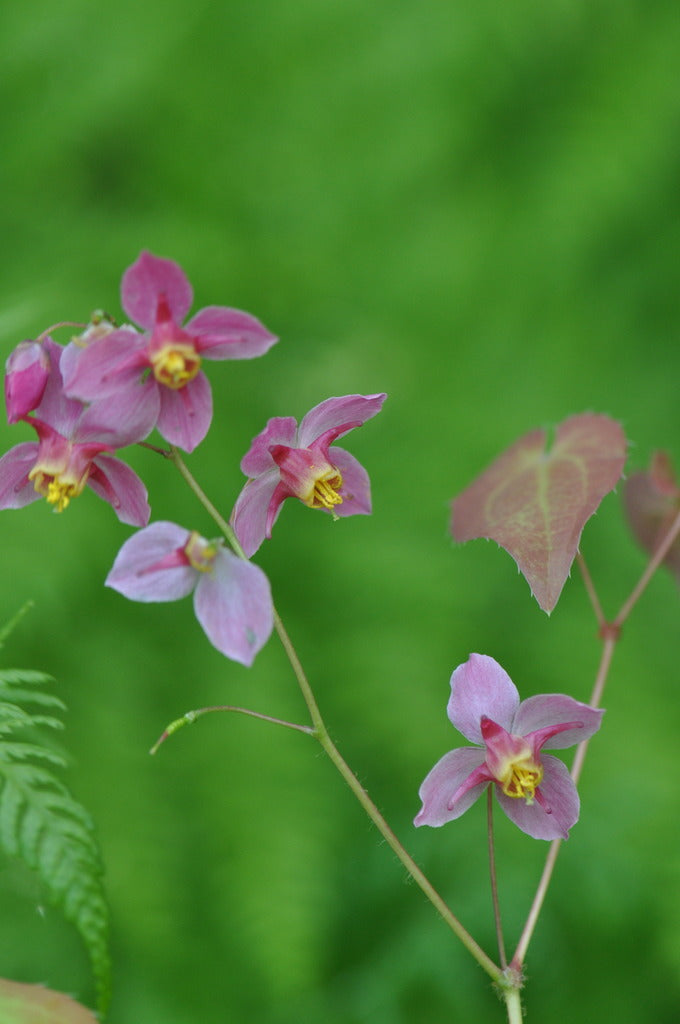 Epimedium x versicolor &#39;Cherry Tart&#39; (Fairy Wings)