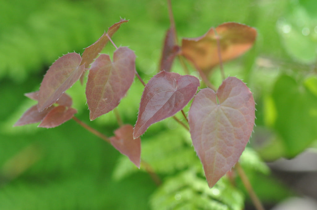 Epimedium x versicolor &#39;Cherry Tart&#39; (Fairy Wings)