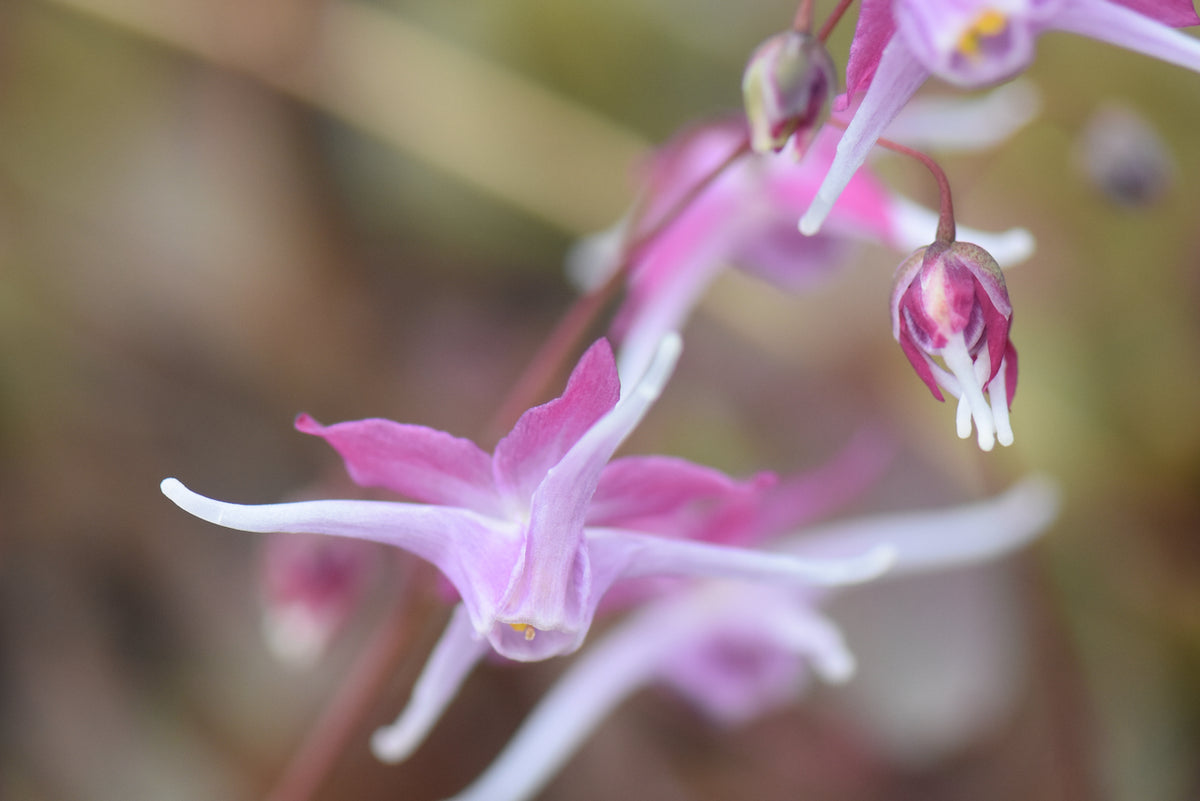 Epimedium &#39;Tama-no-Genpei&#39;  (Bishop&#39;s Hat)