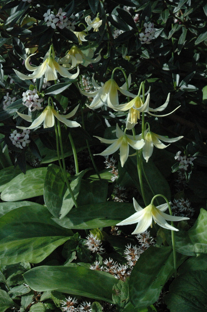 Erythronium oregonum (Dog Tooth Violet, Fawn Lily)