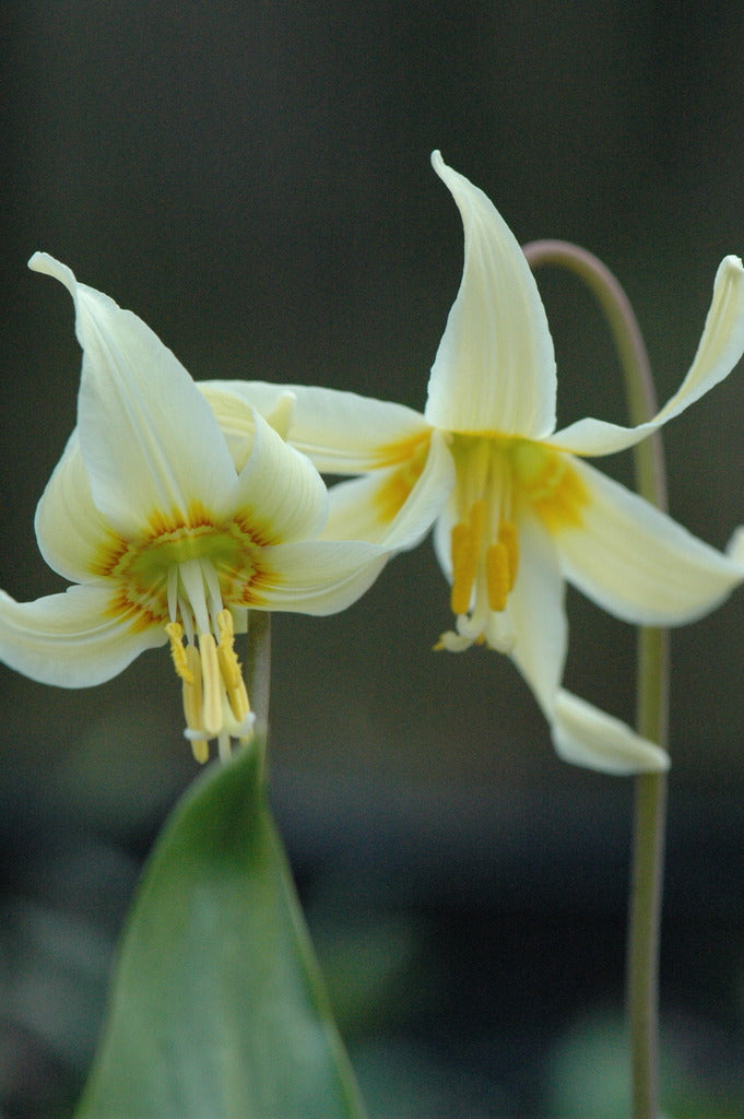 dog lily flower Erythronium oregonum (Dog Tooth Violet, Fawn Lily)
