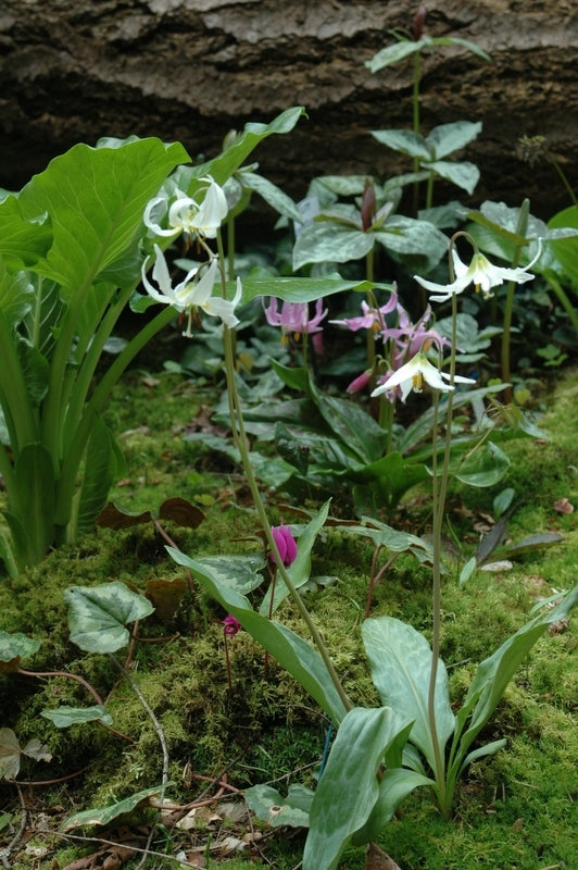 Erythronium oregonum (Dog Tooth Violet, Fawn Lily)