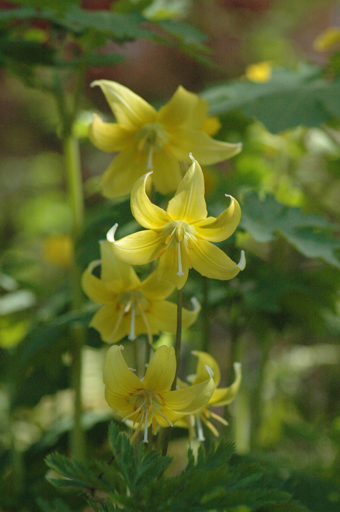 Erythronium 'pagoda' (Dog Tooth Violet, Fawn Lily)