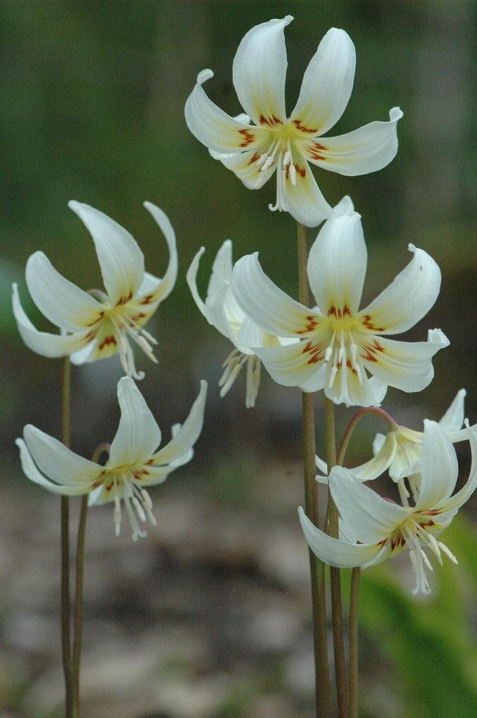 Erythronium revolutum 'White Beauty' (Dog Tooth Violet)