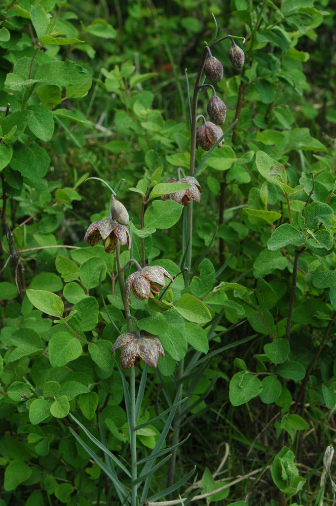 Fritillaria affinis (Checker Lily)