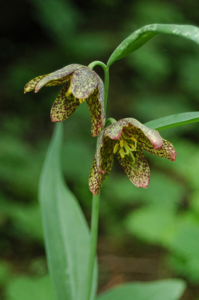 Fritillaria affinis (Checker Lily)