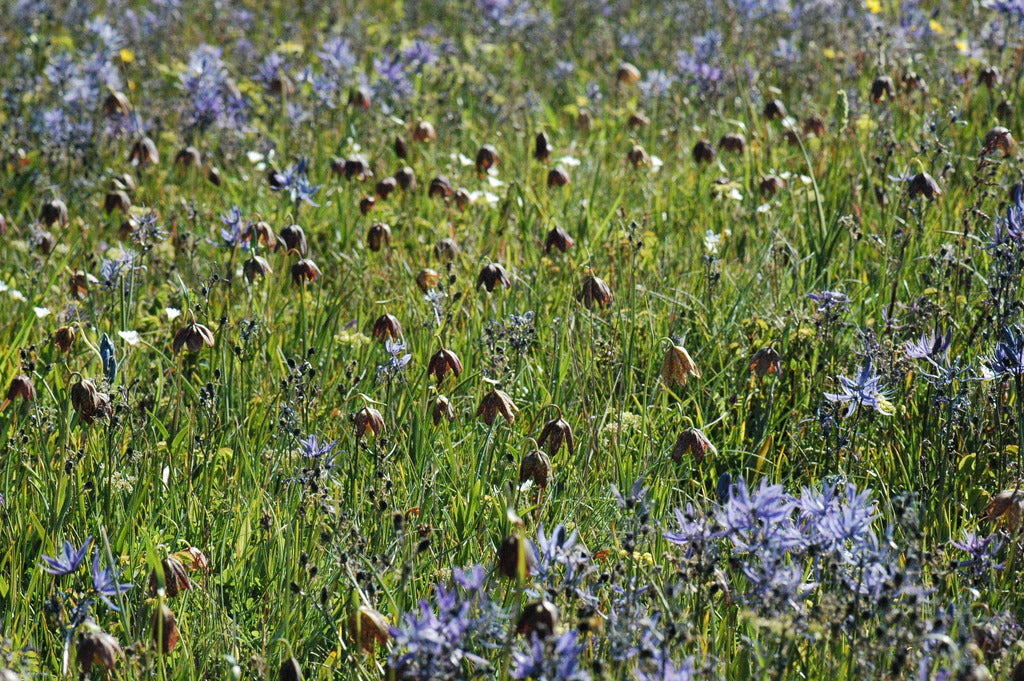 Fritillaria affinis (Checker Lily)