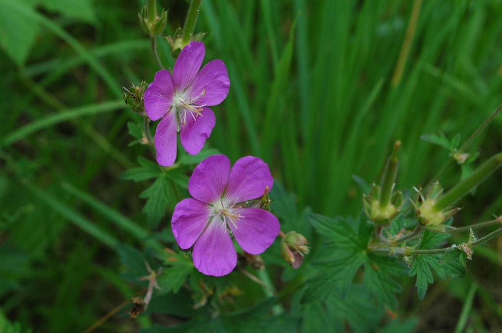 Geranium oreganum (Oregon Geranium)