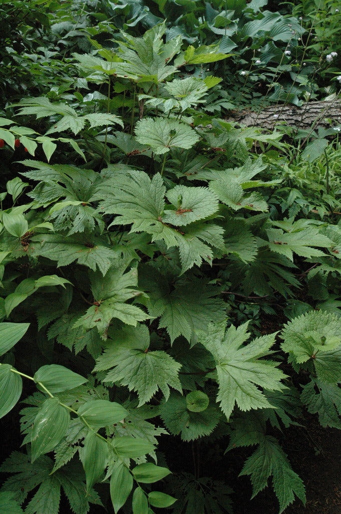 Glaucidium palmatum