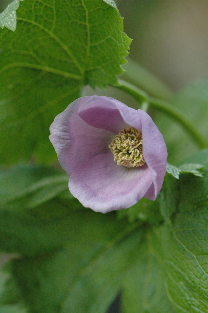 Glaucidium palmatum