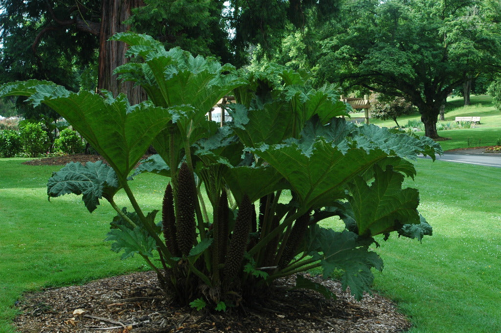 Gunnera tinctoria (Giant Rhubarb)
