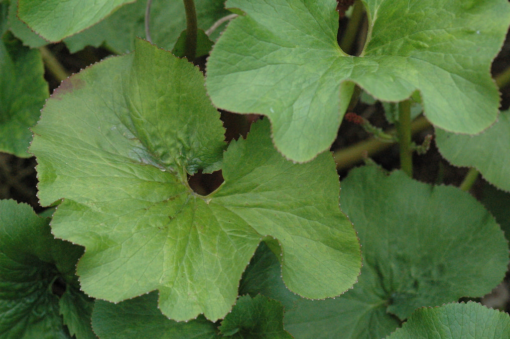 Gunnera perpensa (River Pumpkin, Wild Rhubarb)