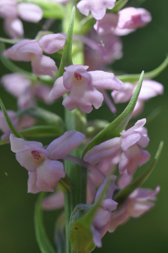 Gymnadenia conopsea  (Fragrant Orchid)