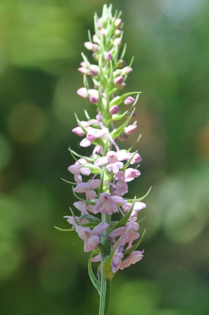 Gymnadenia conopsea  (Fragrant Orchid)