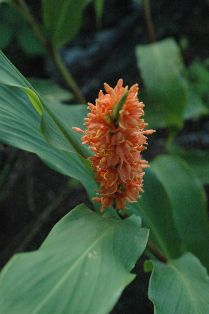 Hedychium densiflorum (Hardy Ginger)