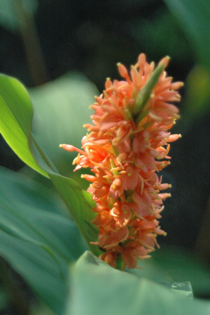 Hedychium densiflorum (Hardy Ginger)