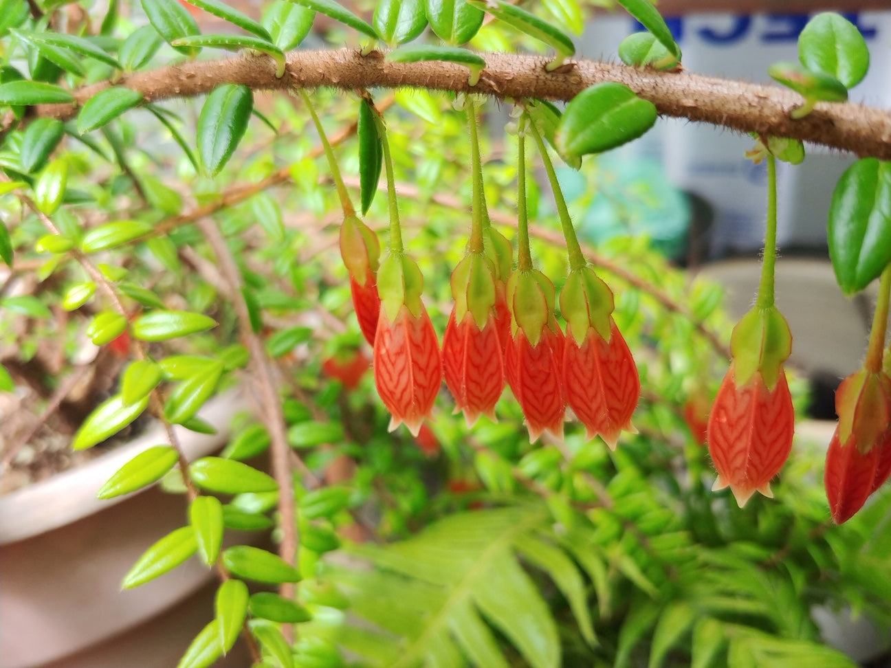 Agapetes serpens (Agapetes)