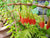 Agapetes serpens (Agapetes)