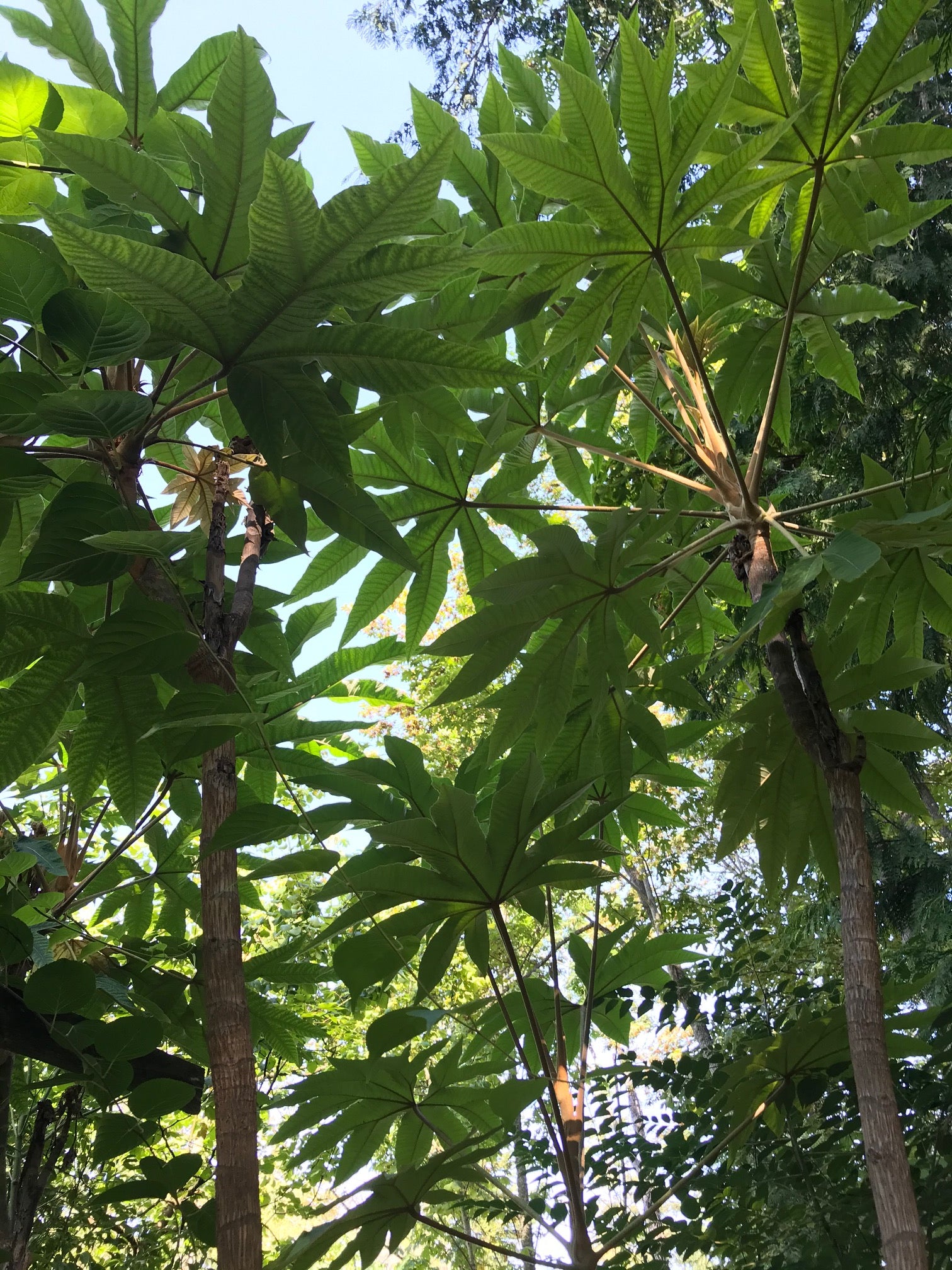 Tetrapanax papyrifer 'Steroidal Giant' (Steroidal Giant Rice Paper Plant)