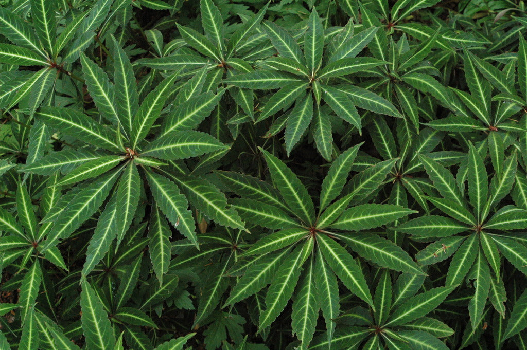 Impatiens omeana (Hardy Impatiens, Mt. Omei Balsam)