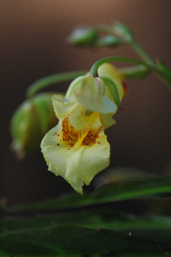 Impatiens omeana (Hardy Impatiens, Mt. Omei Balsam)