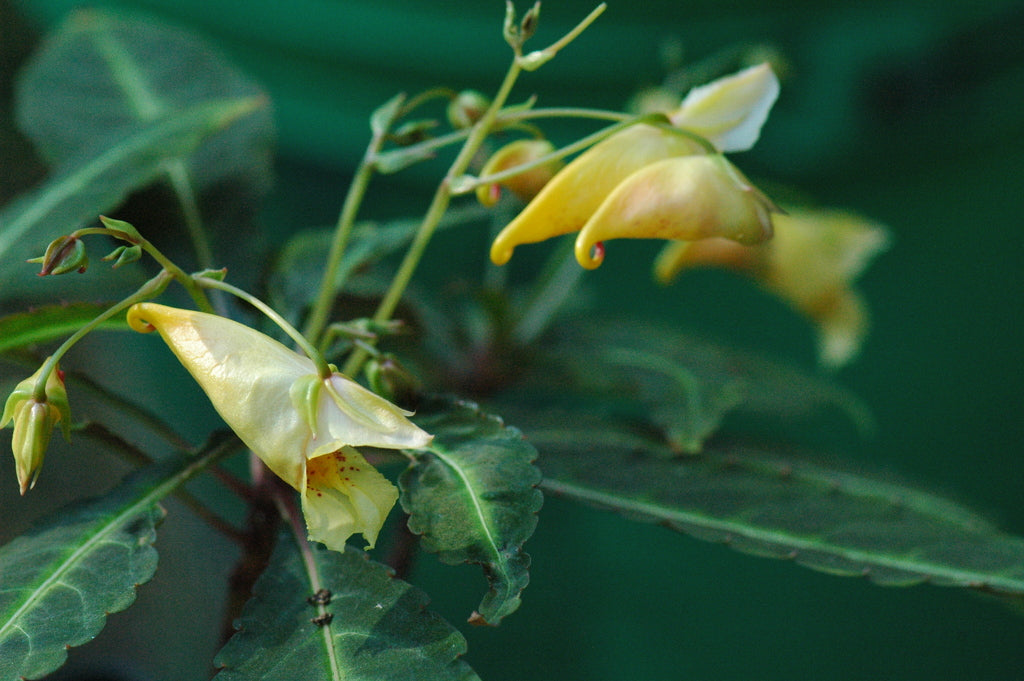 Impatiens omeana (Hardy Impatiens, Mt. Omei Balsam)