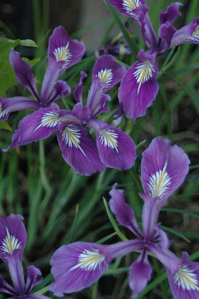 Iris tenax (Oregon Iris)