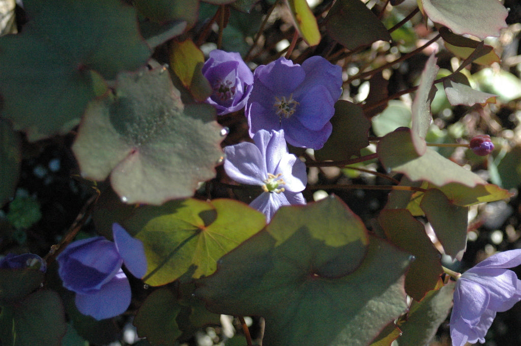 Jeffersonia dubia (Rheumatism Root)