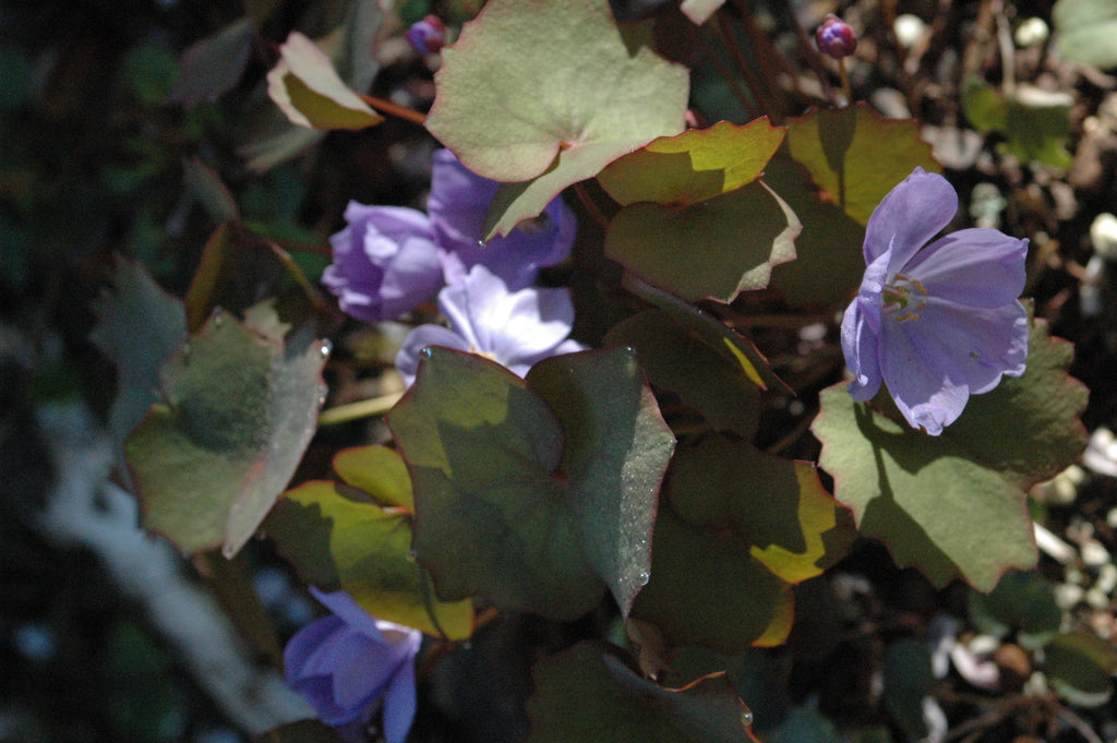 Jeffersonia dubia (Rheumatism Root)