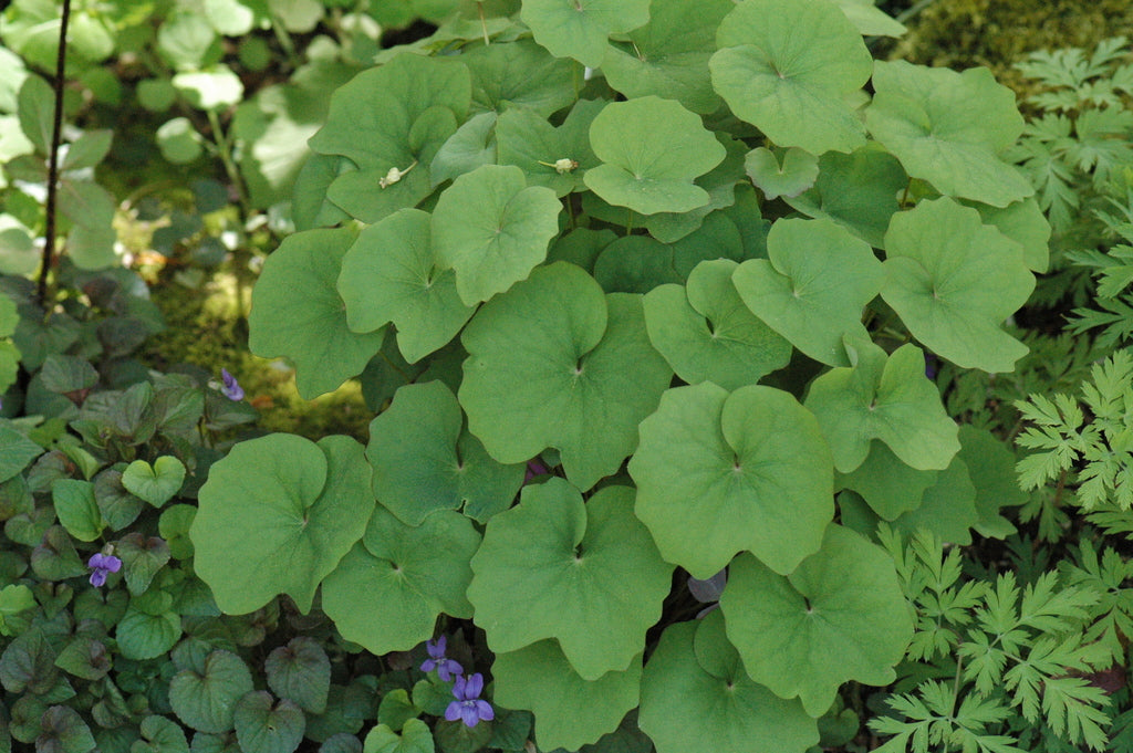 Jeffersonia dubia (Rheumatism Root)