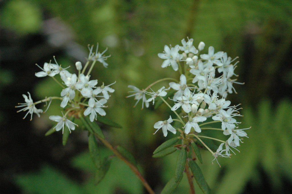 Rhododendron groenlandicum (Labrador Tea)