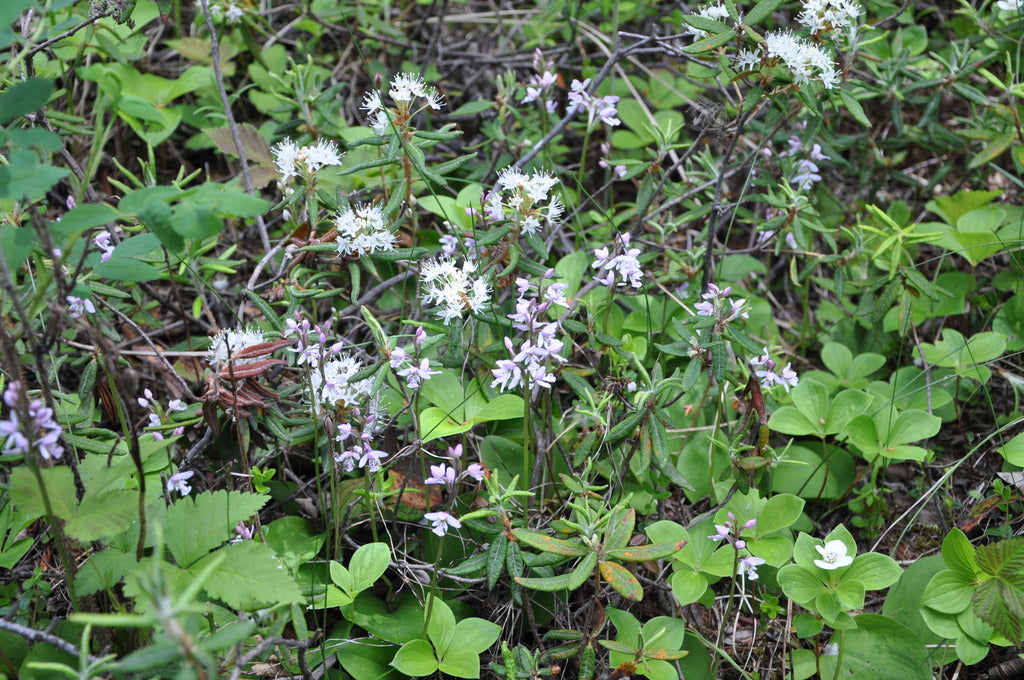 Rhododendron groenlandicum (Labrador Tea)