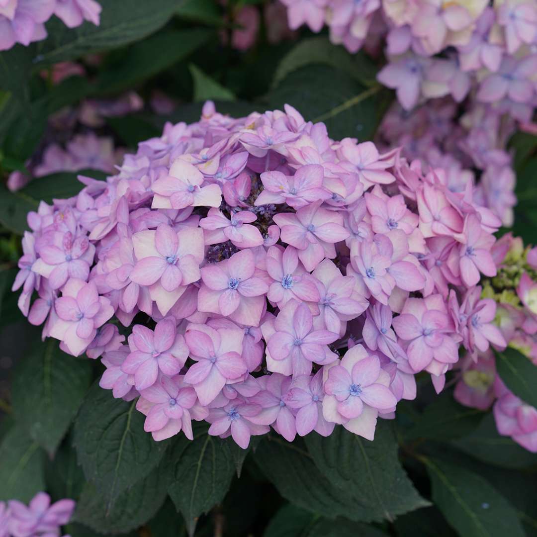 Hydrangea serrata 'Let's Dance Cancan'  (Mountain Hydrangea)