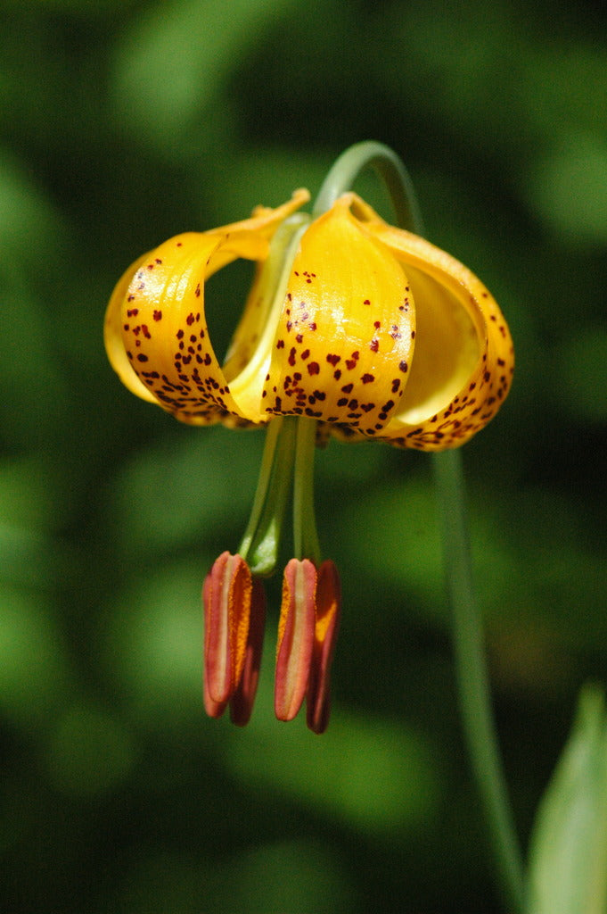 columbia tiger lily Lilium columbianum (Columbia Lily)