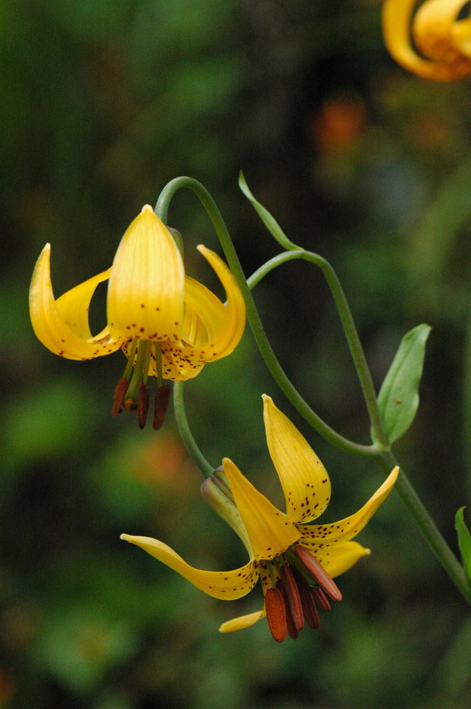 columbia lily flower Lilium columbianum (Columbia Lily)