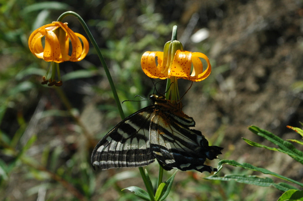 lilium columbianum tiger lily Lilium columbianum (Columbia Lily)