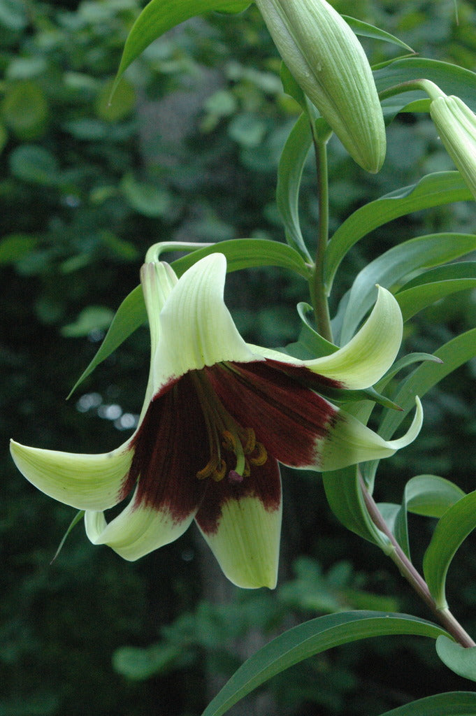 nepali lily flower Lilium nepalense (Nepal Lily)