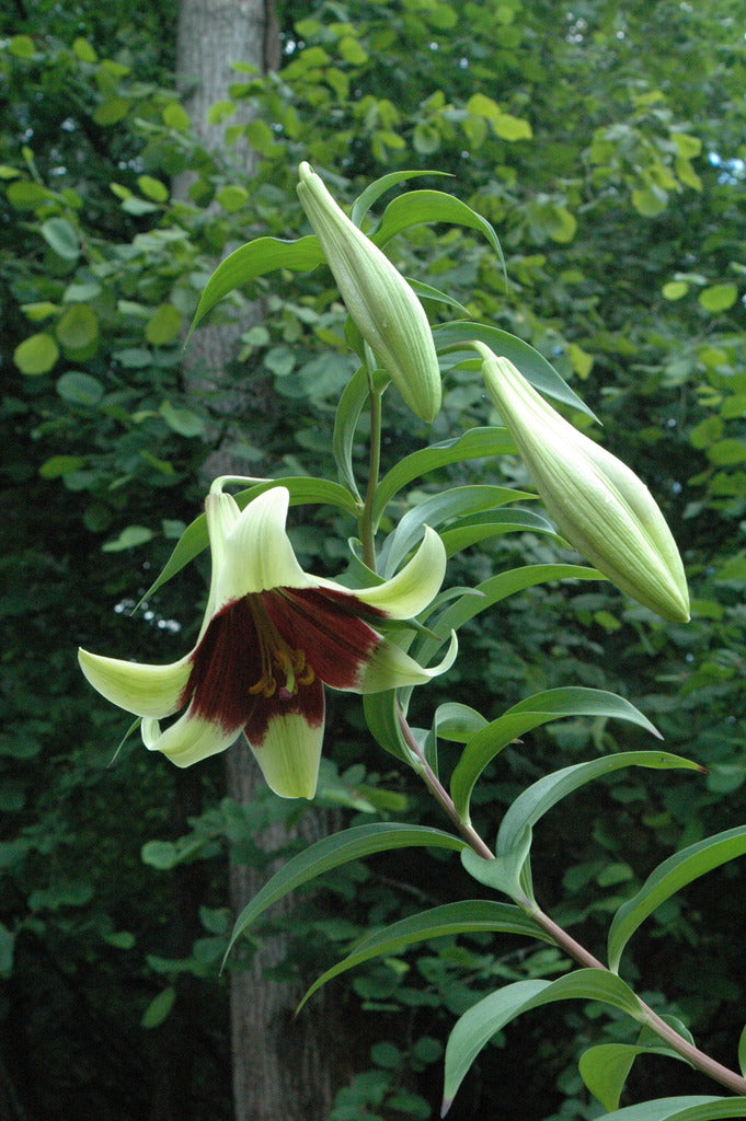 Lilium nepalense (Nepal Lily)