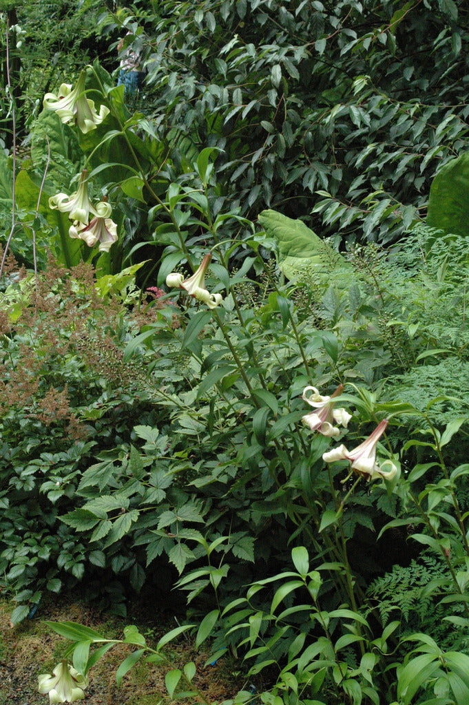 Lilium nepalense (Nepal Lily)