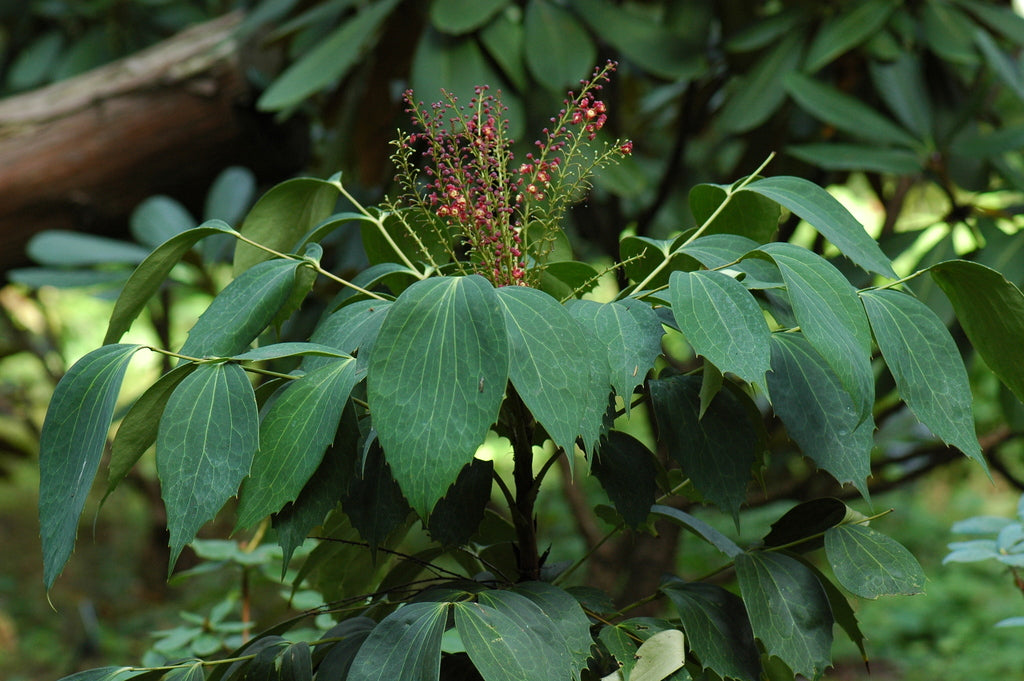 Mahonia gracilipes (Chinese Mahonia)