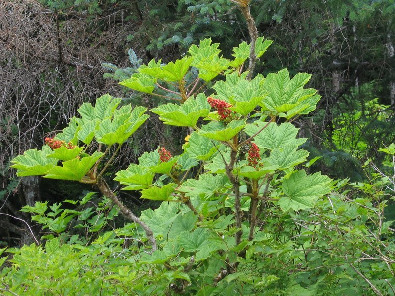 Oplopanax horridus (Devil&#39;s Club)