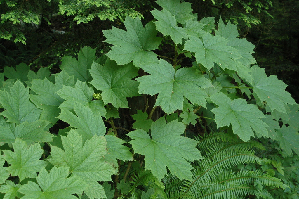 Oplopanax horridus (Devil&#39;s Club)