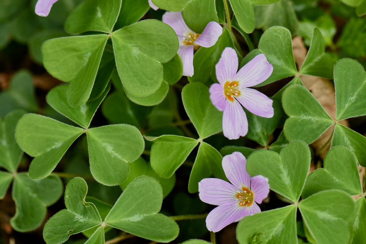 Oxalis oregana &#39;Redwood Gem&#39; (Pink Redwood Sorrel)
