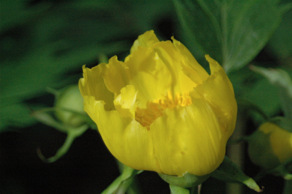 Paeonia lutea var. ludlowii (Tibetan Tree Peony)