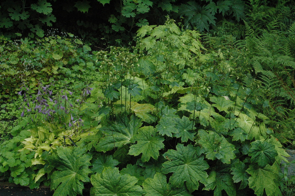 Peltaboykinia watanabei (Woodland Saxifragaceae)