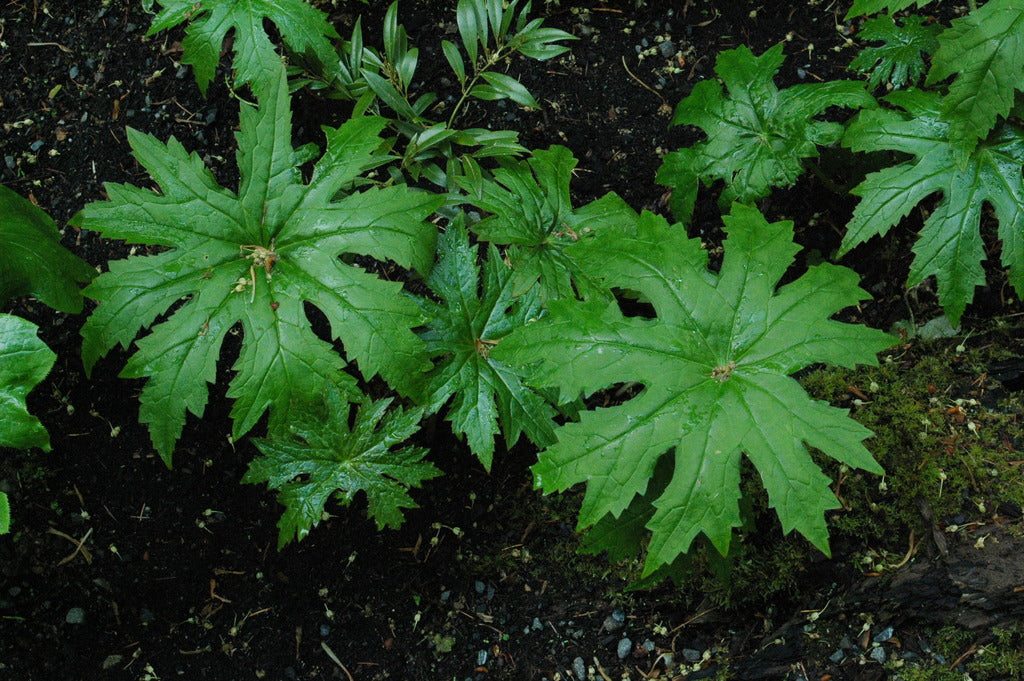 Peltaboykinia watanabei (Woodland Saxifragaceae)